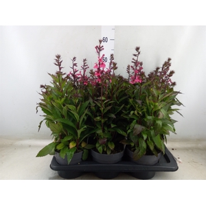 Lobelia speciosa 'Fan Burgundy'