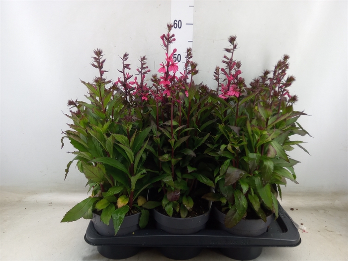 <h4>Lobelia speciosa 'Fan Burgundy'</h4>