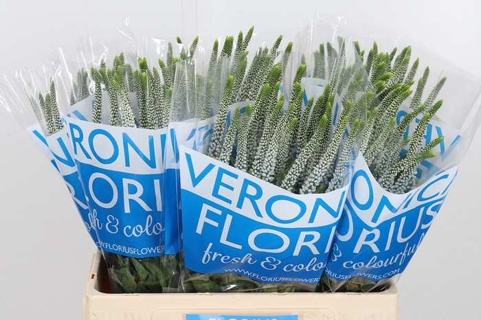 <h4>Veron Smart Jewel</h4>
