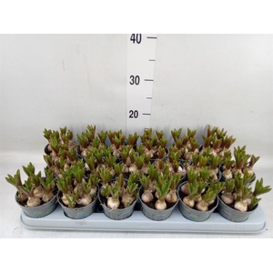 Muscari  'Mountain Lady'