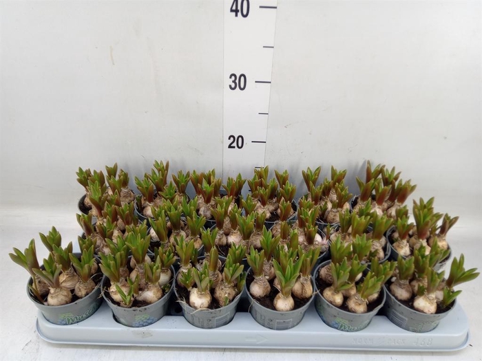 <h4>Muscari  'Mountain Lady'</h4>