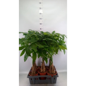 Pachira aquatica