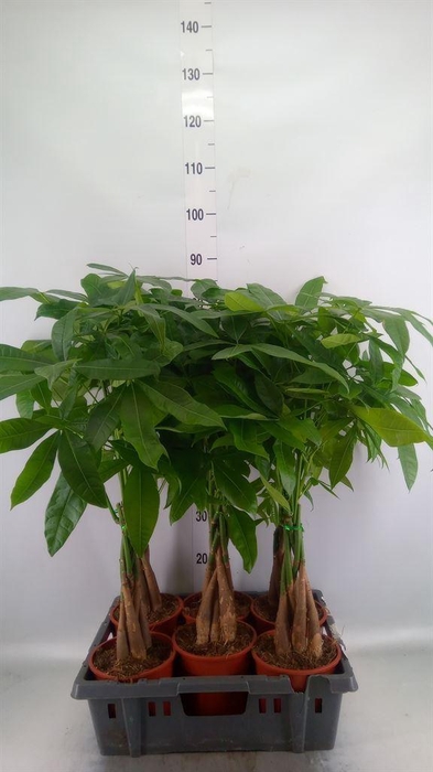 <h4>Pachira aquatica</h4>