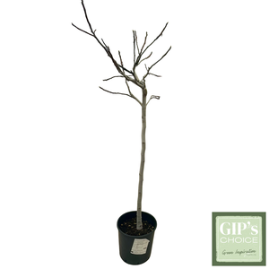 Ficus carica 1/2 Stem P24