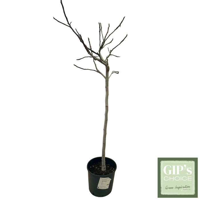<h4>Ficus carica 1/2 Stem P24</h4>