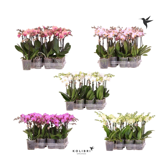 <h4>Kolibri Orchids Phalaenopsis Diverse 2 spike no etiket</h4>