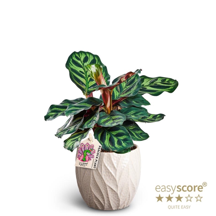 <h4>CALATHEA MAKOYANA p10 Leaf</h4>