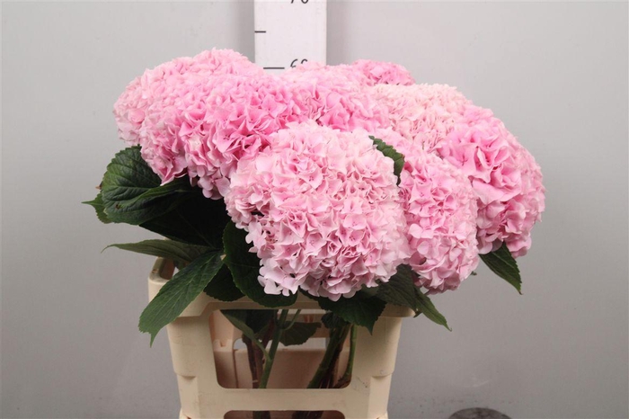 <h4>Hydr M Mag Pi Floyd</h4>