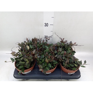 Hoya krohniana 'Black Leaves'