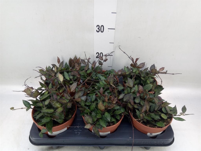 <h4>Hoya krohniana 'Black Leaves'</h4>