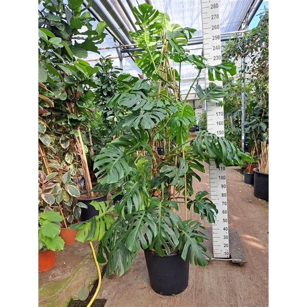 <h4>Monstera Deliciosa XXL 250</h4>