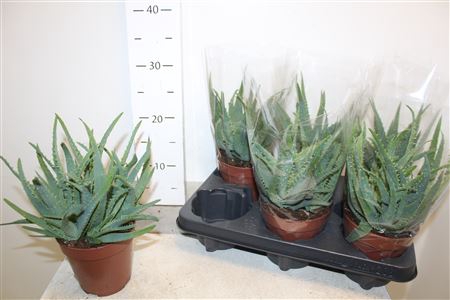 <h4>Aloe Arborescens</h4>