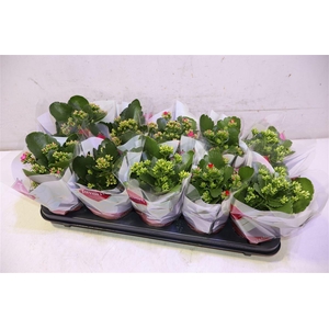 Kalanchoe Favorita 6 Colour Mix - S