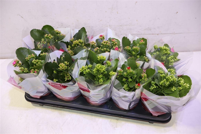 <h4>Kalanchoe Favorita 6 Colour Mix - S</h4>
