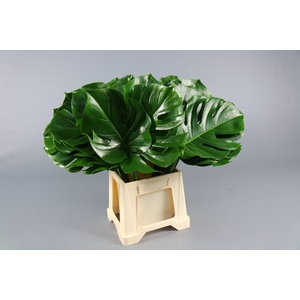Monstera
