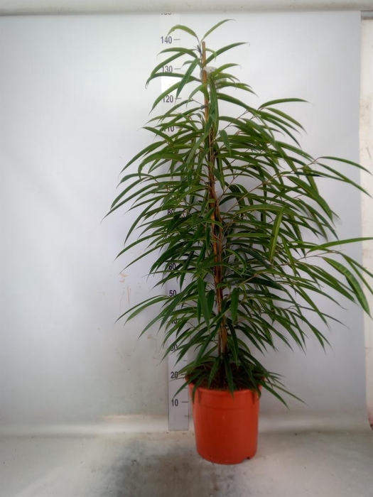 <h4>Ficus binn. 'Alii'</h4>