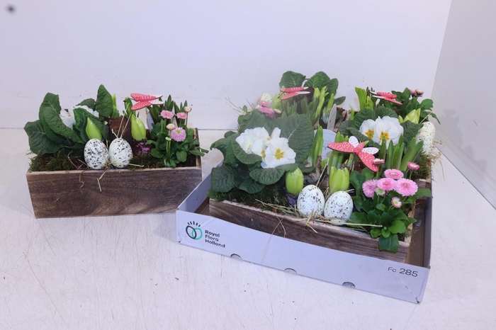 <h4>ARR TUINPLANTEN</h4>