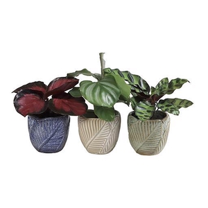 CALATHEA HYBRIDA p6 L 65946