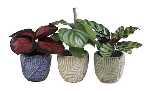 <h4>CALATHEA HYBRIDA p6 L 65946</h4>