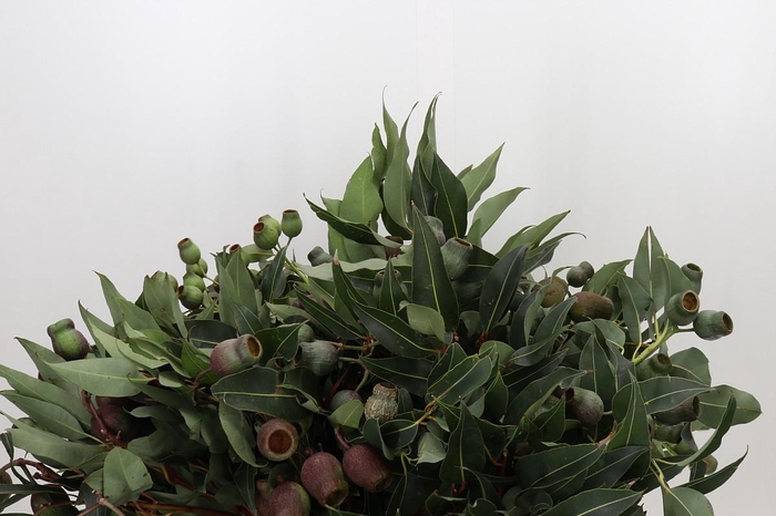 <h4>Kaaps Groen Euc. Bell Gum</h4>