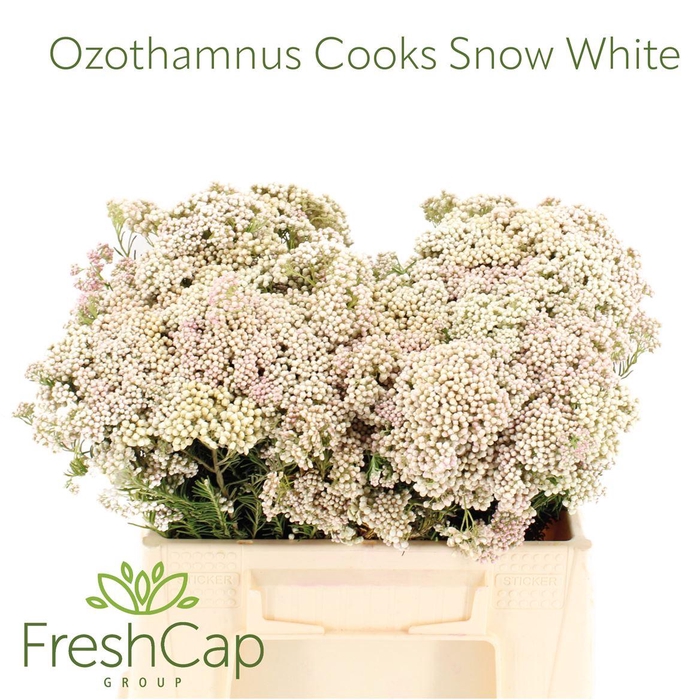 <h4>Ozothamnus Cooks Snow White</h4>