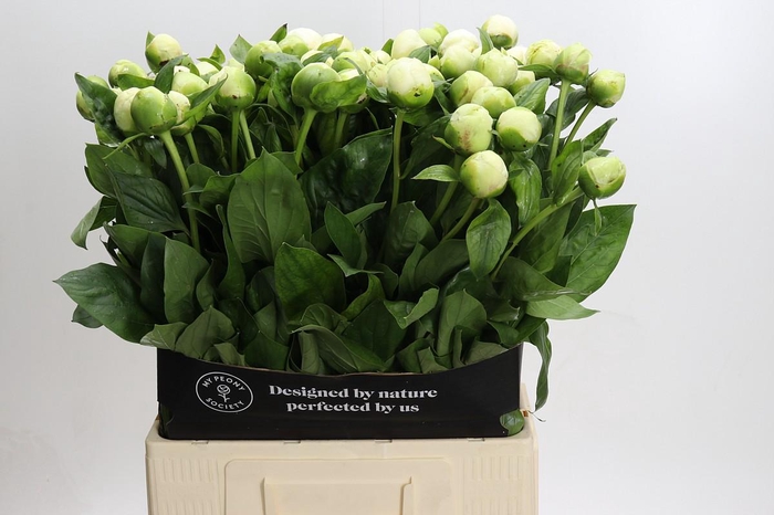 <h4>Paeonia Bridal Shower</h4>