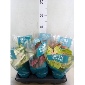 Caladium   ...mix
