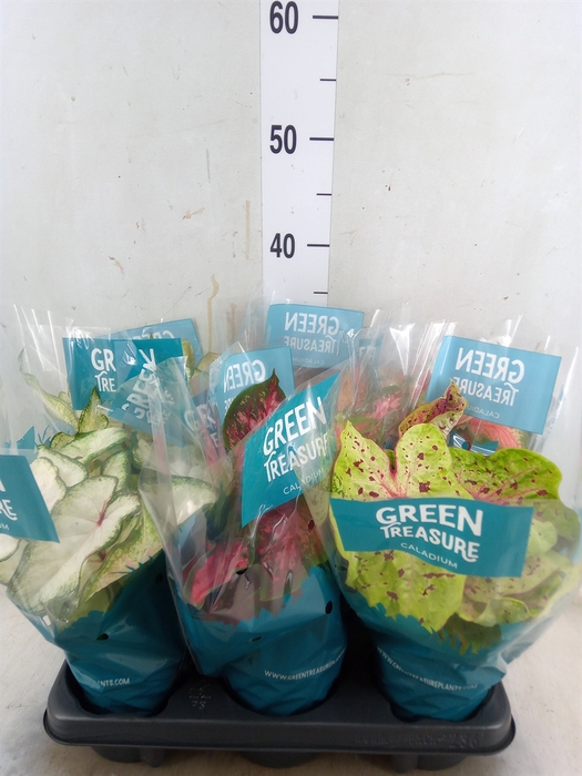 <h4>Caladium   ...mix</h4>