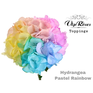 HYDR M PASTEL RAINBOW 75 CM