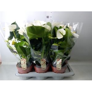 Anthurium andr. 'Alpine'