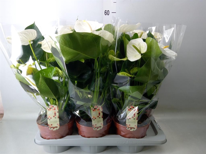 <h4>Anthurium andr. 'Alpine'</h4>