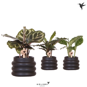 Kolibri Greens Calathea mix in Bubble pot black