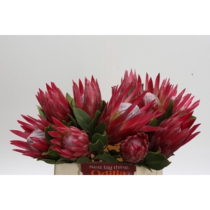 Protea Cynaroides Madiba