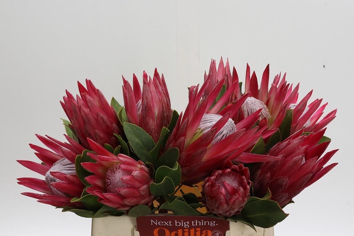<h4>Protea Cynaroides Madiba</h4>