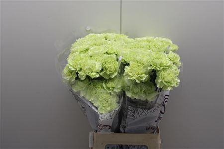 <h4>Di St Marty</h4>