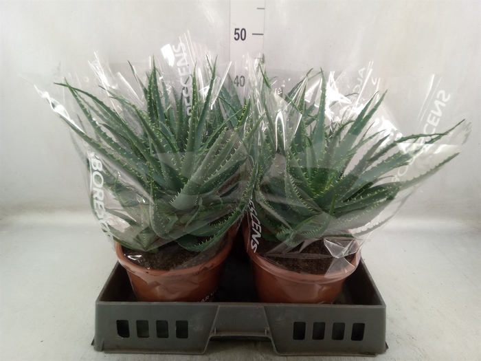 <h4>Aloe arborescens</h4>