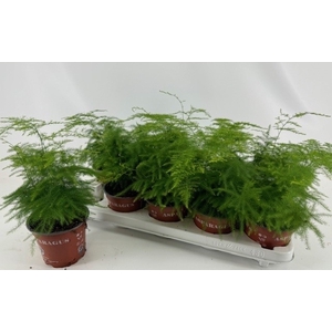 Asparagus setaceus