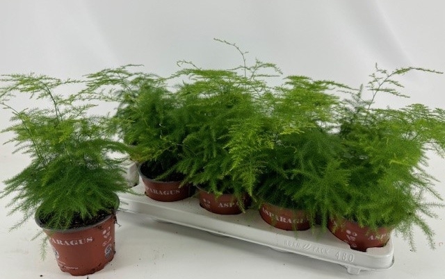 <h4>Asparagus setaceus</h4>