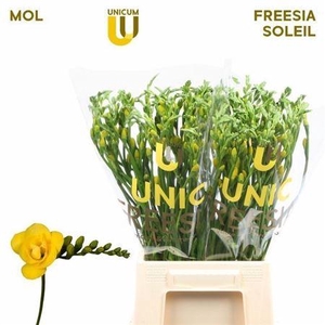 Fr Du Soleil 17 GR,GEEL,(NL),(10)