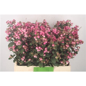 Sympho Mag Ruby Fall Dark Pink