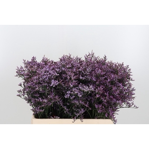 Limon Safora Lilac