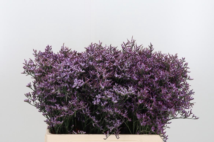 <h4>Limon Safora Lilac</h4>