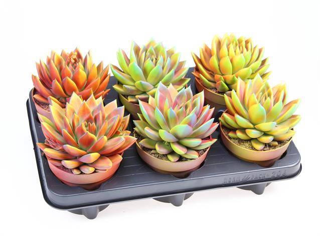 <h4>ECHEVERIA CHAMELEON P12</h4>