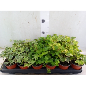 Hedera helix   ...mix 3