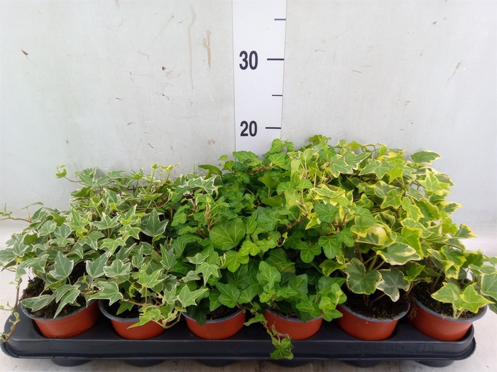 <h4>Hedera helix   ...mix 3</h4>
