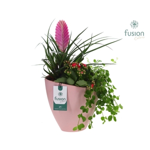 Biologisch afbreekbare schaal Large met arrangement