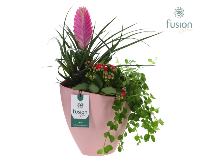 <h4>Biologisch afbreekbare schaal Large met arrangement</h4>