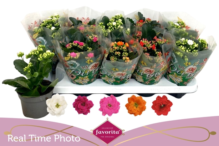 <h4>KAL GE PERF GEM 5 KL</h4>