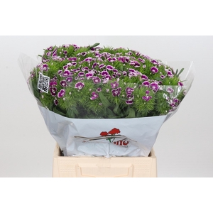 Di Barb Aldo Procida