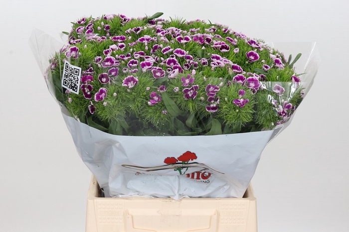 <h4>Di Barb Aldo Procida</h4>